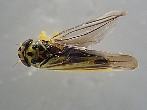 Eupterycyba jucunda